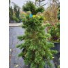 Pinus aristata 'Glauca' (2) kopie