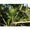 Ficus Brno (1)