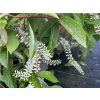 Itea viržinská 'Merlot'  Itea virginica 'Merlot'