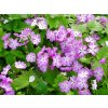 Prvosenka Sieboldova - Primula sieboldi  Primula sieboldi
