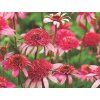 Třapatka nachová Sombrero 'Double Rose' - Echinacea purpurea Sombrero  'Double Rose'  Echinacea Sombrero 'Double Rose'