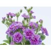 Prvosenka Pollyanna 'Pink Fountain' - Primula polyanthus Pollyanna 'Pink Fountain'  Primula polyanthus Pollyanna 'Pink Fountain'