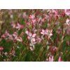 Svíčkovec lindheimeri 'Rosy Jane' - Gaura lindheimeri 'Rosy Jane'  Gaura lindheimeri 'Rosy Jane'