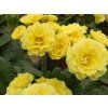 Prvosenka Pollyanna 'Fresh Lemon' - Primula polyanthus Pollyanna 'Fresh Lemon'  Primula polyanthus Pollyanna 'Fresh Lemon'