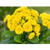 Prvosenka Pollyanna 'Fresh Lemon' - Primula polyanthus Pollyanna 'Fresh Lemon'  Primula polyanthus Pollyanna 'Fresh Lemon'