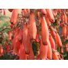 Kapská fuchsie 'Candy Drops Tangerine' - Phygelius rectus 'Candy Drops Tangerine'  Phygelius rectus 'Candy DropsTangerine'