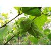 Líska největší 'Wunder aus Bollweiler'  Corylus maxima 'Wunder aus Bollweiler'