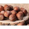 Líska největší 'Wunder aus Bollweiler'  Corylus maxima 'Wunder aus Bollweiler'
