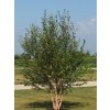 betula nigra2
