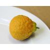 Cicitrange 'Sanford F2 Curafora'