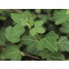 Břečťan popínavý 'Duckfoot'  Hedera helix 'Duckfoot'