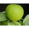 Pomerančovník myrtolistý 'Crispifolia'  Citrus aurantium var. myrtifolia 'Crispifolia'