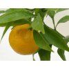 Mandarinka 'Esbal'  Citrus clementina 'Esbal'