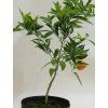 Mandarinka 'Corsica 1 SRA 367'  Citrus clementina 'Corsica 1 SRA 367'
