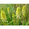 Mnohokvět 'Poco Citron' - Kniphofia 'Poco Citron'  Kniphofia 'Poco Citron'