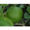 Cedrát 'Nine Pounder'  Citrus limonimedica 'Nine Pounder'