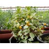Mini mandarinka 'Calamondin Variegata'  Citrus madurensis 'Calamondin Variegata'