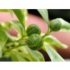 Mini mandarinka 'Calamondin Variegata'  Citrus madurensis 'Calamondin Variegata'