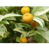 Mini mandarinka 'Calamondin Variegata'  Citrus madurensis 'Calamondin Variegata'