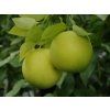 Grep 'Marsh Seedless'  Citrus paradisi 'Marsh Seedless'