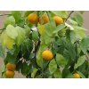 Mandarinka 'Carvalhais'  Citrus reticulata 'Carvalhais'