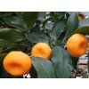 Mandarinka 'Chosta'  Citrus reticulata 'Chosta'