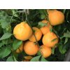 Mandarinka 'Karlík'  Citrus reticulata 'Karlík'