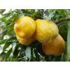Mandarinka 'Karlík'  Citrus reticulata 'Karlík'