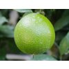 Pomerančovník 'Haraguchi'  Citrus sinensis 'Haraguchi'