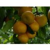 Mandarinka 'Miyagawa 00'  Citrus unshiu 'Miyagawa 00'