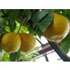 Mandarinka 'Miyagawa 00'  Citrus unshiu 'Miyagawa 00'
