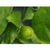 Mandarinka 'Kalinin 5'  Citrus unshiu 'Kalinin 5'