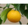 Mandarinka 'Ayky'  Citrus unshiu 'Ayky'