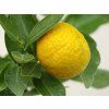 Mandarinka 'Trabut'  Citrus tangerina 'Trabut'