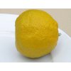 Mandarinka 'Silverhill'  Citrus unshiu 'Silverhill'