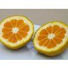 Mandarinka 'Silverhill'  Citrus unshiu 'Silverhill'
