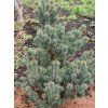 Borovice drobnokvětá 'Blue Dreamer'  Pinus parviflora 'Blue Dreamer'
