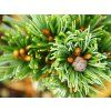 Borovice drobnokvětá 'Blue Dreamer'  Pinus parviflora 'Blue Dreamer'