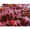 Javor dlanitolistý 'Rhode Island Red'  Acer palmatum 'Rhode Island Red'