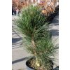 Borovice červená 'State Trooper'  Pinus resinosa 'State Trooper'