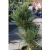 Borovice červená 'State Trooper'  Pinus resinosa 'State Trooper'