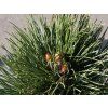 Borovice červená 'State Trooper'  Pinus resinosa 'State Trooper'