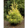 Borovice vejmutovka 'Bergman's Variegated'  Pinus strobus 'Bergman's Variegated'