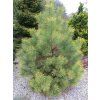 Borovice lesní 'Anny's Winter Sun'  Pinus sylvestris 'Anny's Winter Sun'