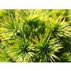 Borovice lesní 'Green Penguin'  Pinus sylvestris 'Green Penguin'