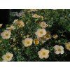 Mochna křovitá 'Daydawn'  Potentilla/Dasiphora fruticosa 'Daydawn'