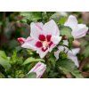 Ibišek syrský 'Mathilde'  Hibiscus syriacus 'Mathilde'