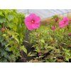 Ibišek bahenní TOMA 'Pink Chocolate' - Hibiscus TOMA 'Pink Chocolate'  Hibiscus TOMA 'Pink Chocolate'