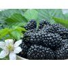 Ostružiník 'Jagna'  Rubus fruticosus 'Jagna'