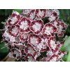 Mamota, kalmie 'Ufo'  Kalmia 'Ufo'